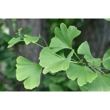 Ginkgo Biloba