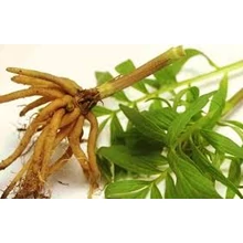 Valeriana